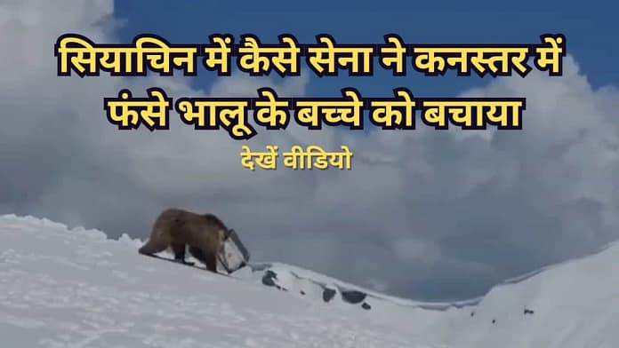 Indian Army Rescues Bear in Siachen Indian Army Rescues Bear in Siachen