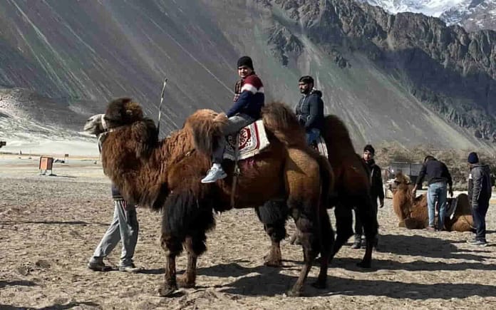 Bactrian Camels: Special Double-Humped ‘Silent Workhorses’ to Aid Indian Army in Ladakh’s High-Altitude Last-Mile Connectivity Bactrian Camels: Special Double-Humped ‘Silent Workhorses’ to Aid Indian Army in Ladakh’s High-Altitude Last-Mile Connectivity